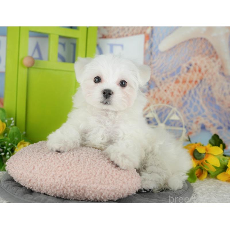 販売中の千葉県のマルチーズ-433611の5枚目