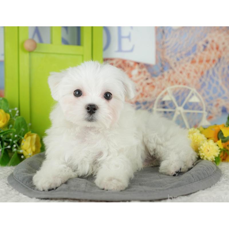 販売中の千葉県のマルチーズ-433611の4枚目