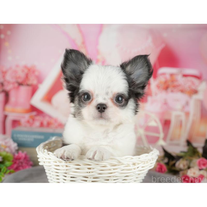 販売中の千葉県のチワワ(ロングコート)-433610の1枚目