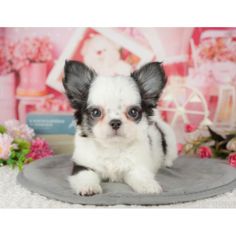 販売中の千葉県のチワワ(ロングコート)-433610の8枚目