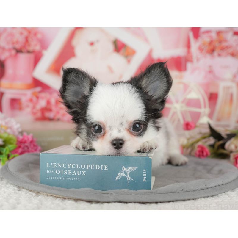 販売中の千葉県のチワワ(ロングコート)-433610の6枚目