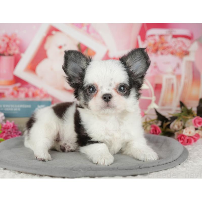 販売中の千葉県のチワワ(ロングコート)-433610の4枚目