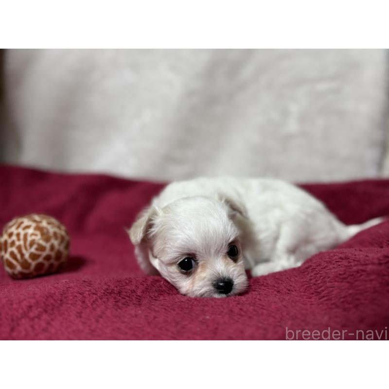 販売中の東京都のチワマル:チワワ×マルチーズ-428312