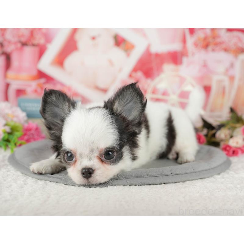 販売中の千葉県のチワワ(ロングコート)-433610の3枚目