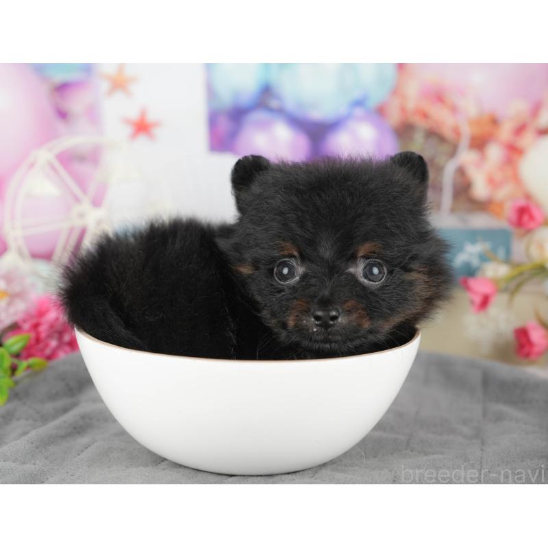 商談中の千葉県のポメラニアン-433609の11枚目