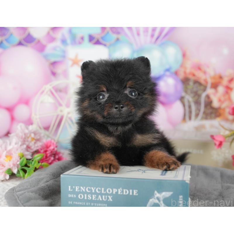 商談中の千葉県のポメラニアン-433609の10枚目