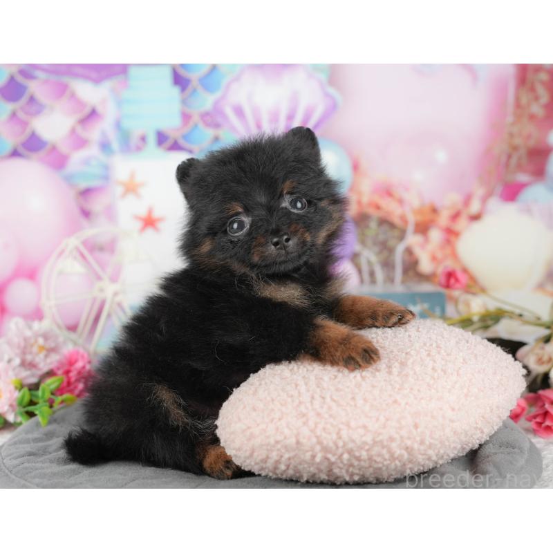 商談中の千葉県のポメラニアン-433609の9枚目