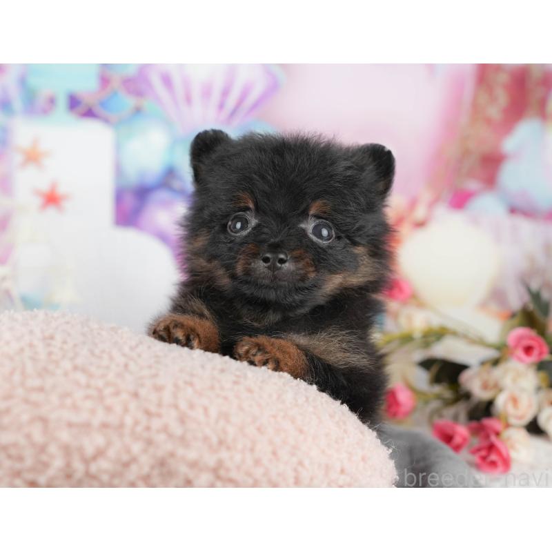 商談中の千葉県のポメラニアン-433609の8枚目