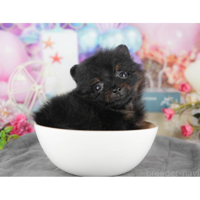 商談中の千葉県のポメラニアン-433609の7枚目