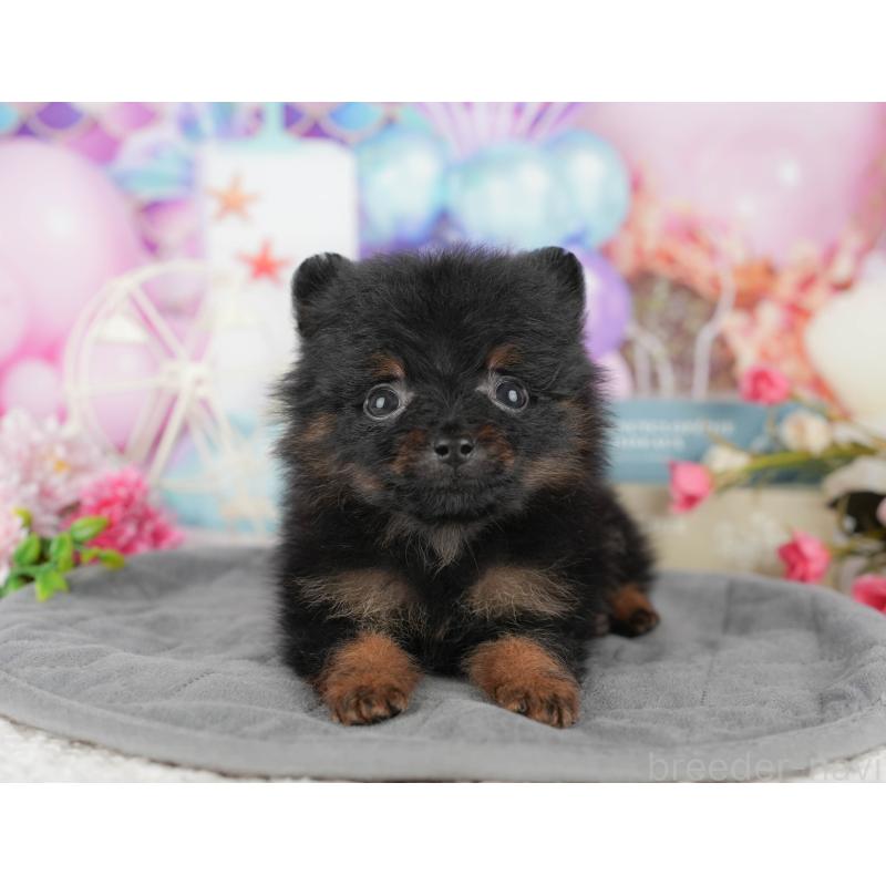 商談中の千葉県のポメラニアン-433609の6枚目