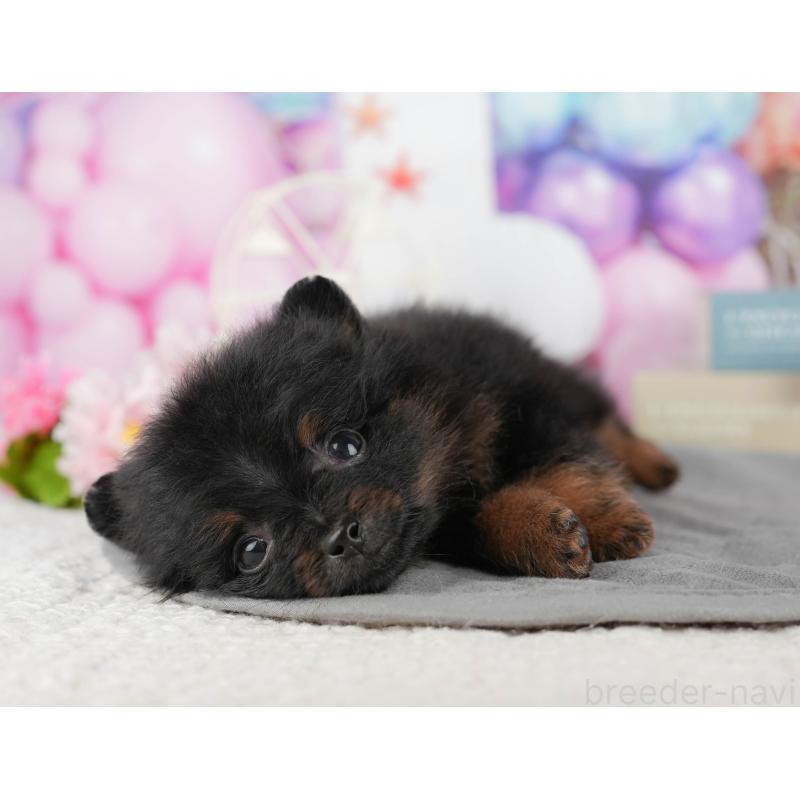 商談中の千葉県のポメラニアン-433609の5枚目