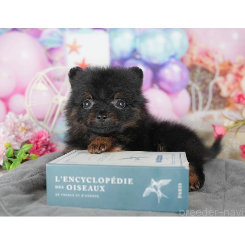 商談中の千葉県のポメラニアン-433609の4枚目