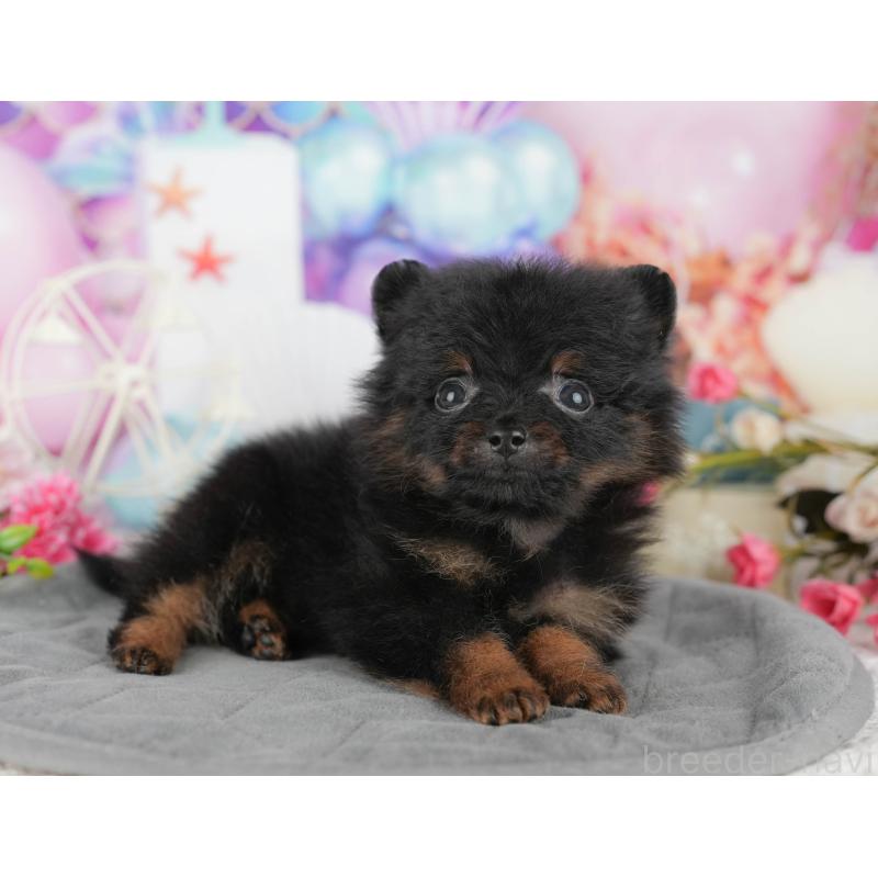 商談中の千葉県のポメラニアン-433609の3枚目