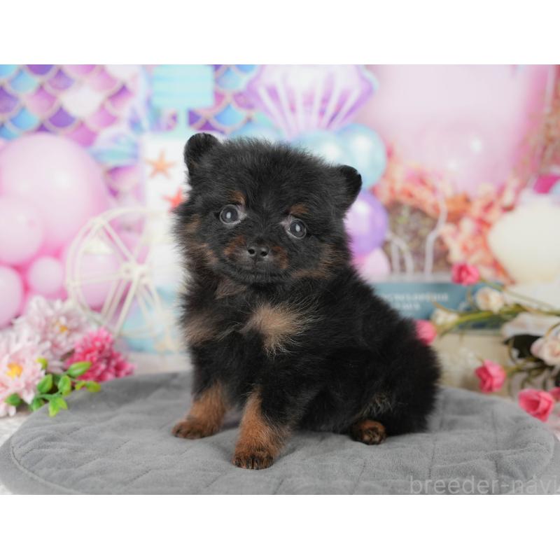 商談中の千葉県のポメラニアン-433609の2枚目