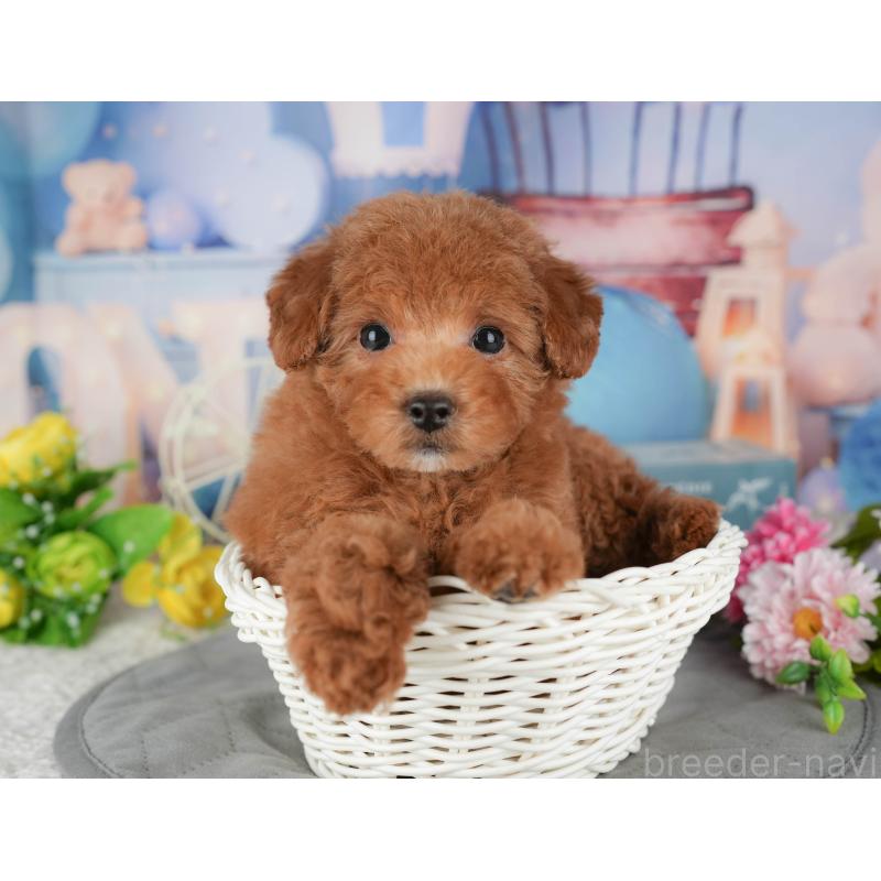 販売中の千葉県のトイプードル-433607の9枚目