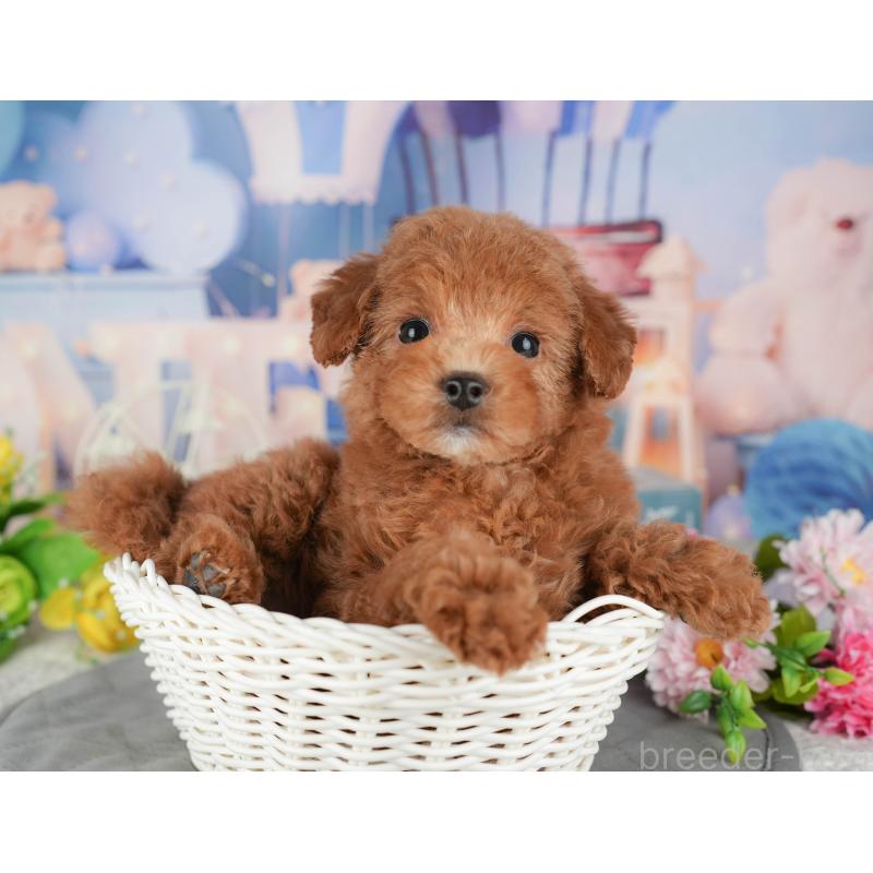 販売中の千葉県のトイプードル-433607の8枚目