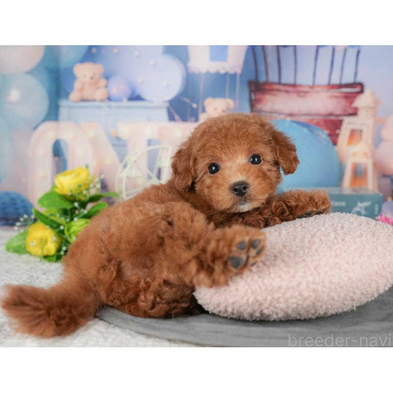 販売中の千葉県のトイプードル-433607の7枚目