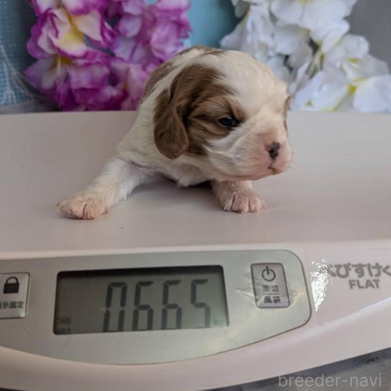 販売中の埼玉県のキャバリアキングチャールズスパニエル-433015の2枚目