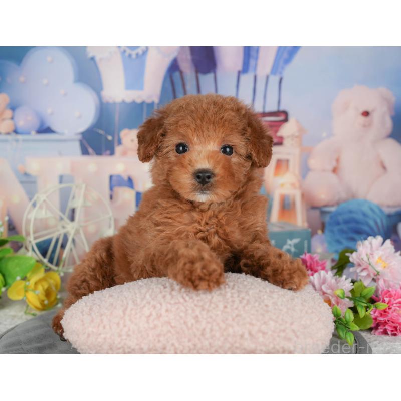 販売中の千葉県のトイプードル-433607の6枚目