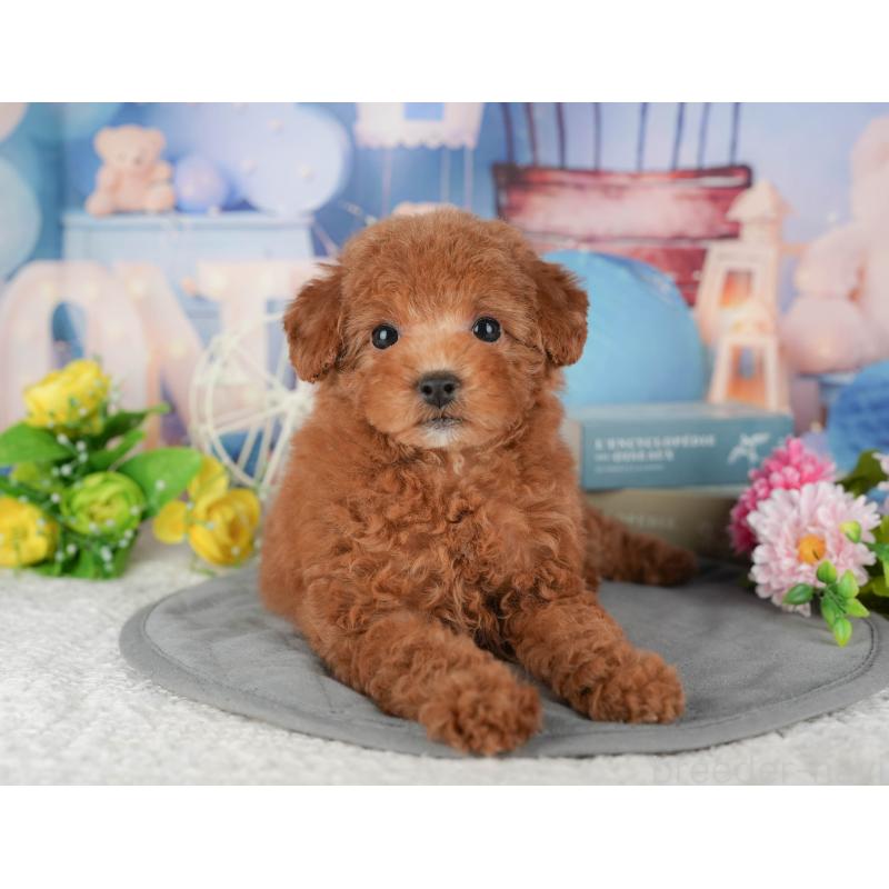 販売中の千葉県のトイプードル-433607の5枚目