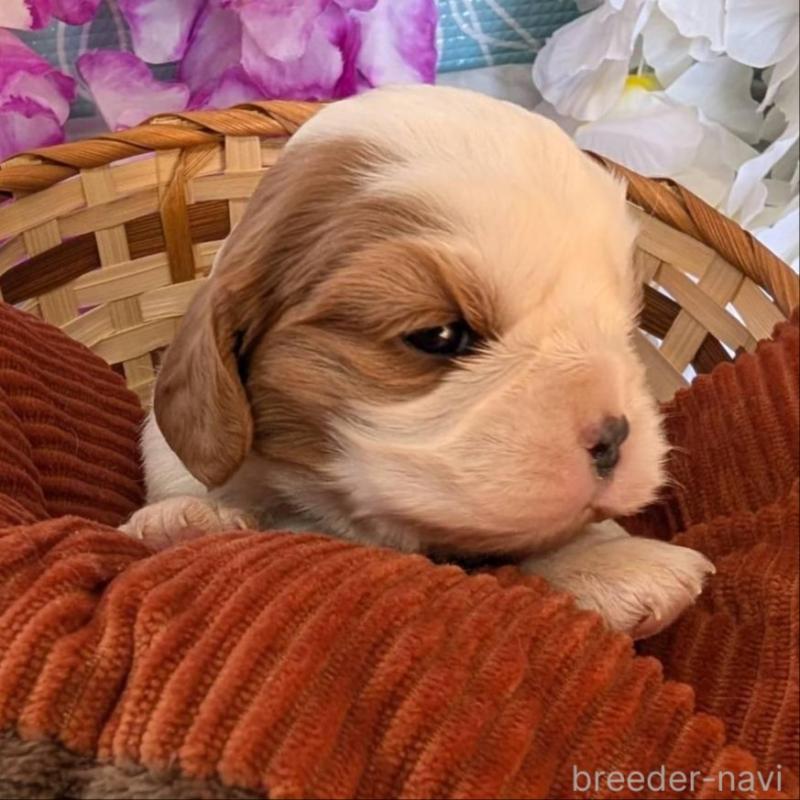 販売中の埼玉県のキャバリアキングチャールズスパニエル-433015