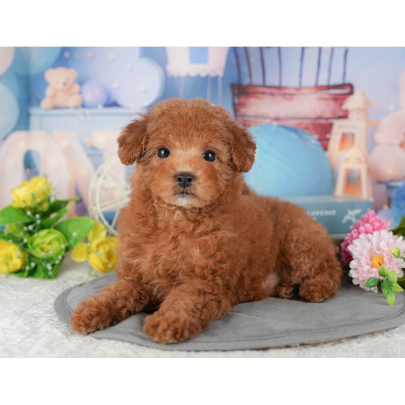 販売中の千葉県のトイプードル-433607の3枚目