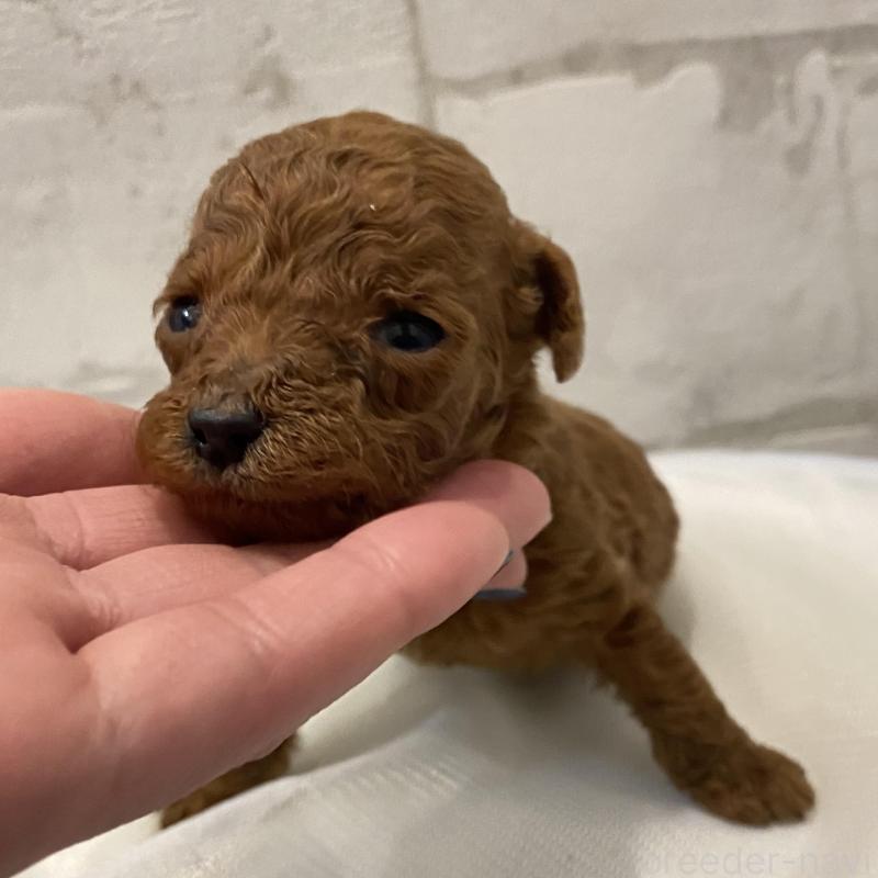 販売中の群馬県のミニチュアプードル-433016の1枚目