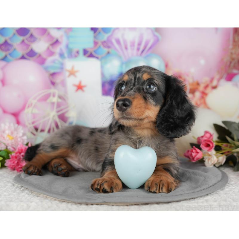 販売中の千葉県のミニチュアダックスフンド(ロングヘアード)-433606の11枚目