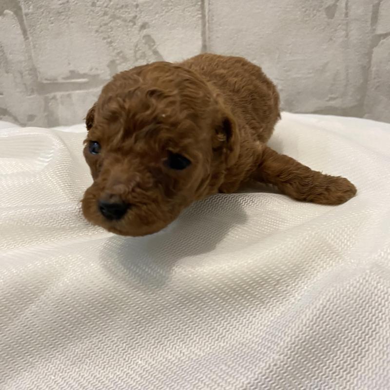 販売中の群馬県のミニチュアプードル-433016の6枚目