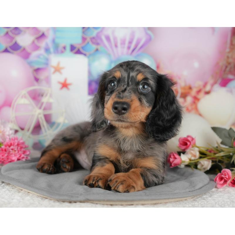 販売中の千葉県のミニチュアダックスフンド(ロングヘアード)-433606の10枚目