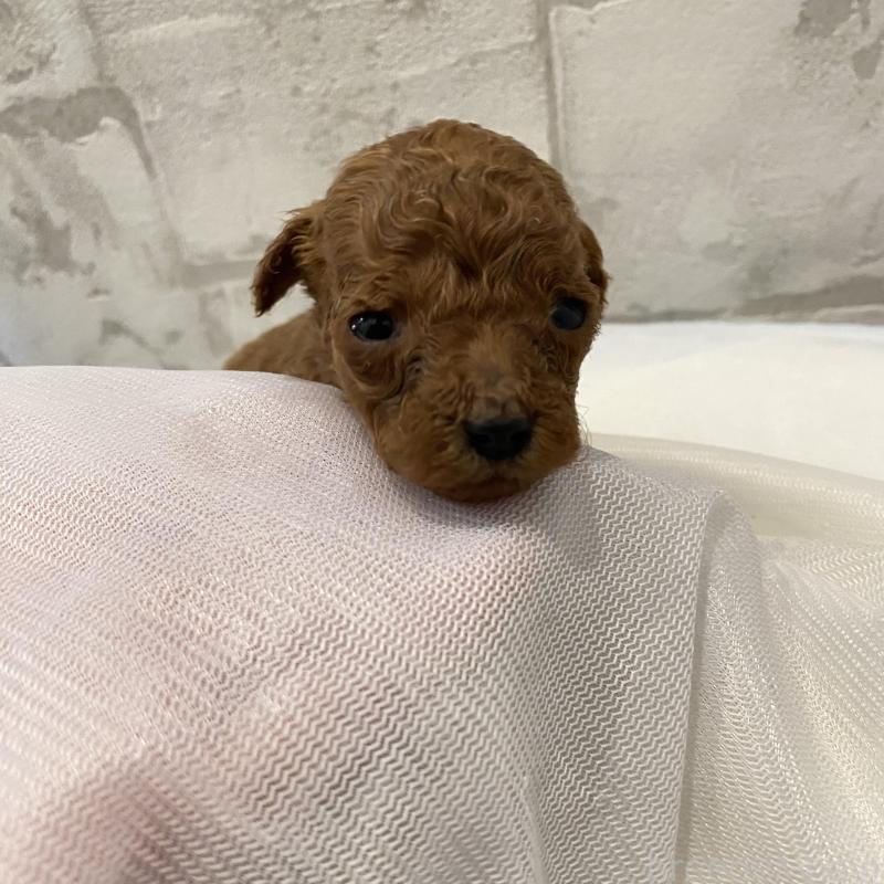 販売中の群馬県のミニチュアプードル-433016の5枚目