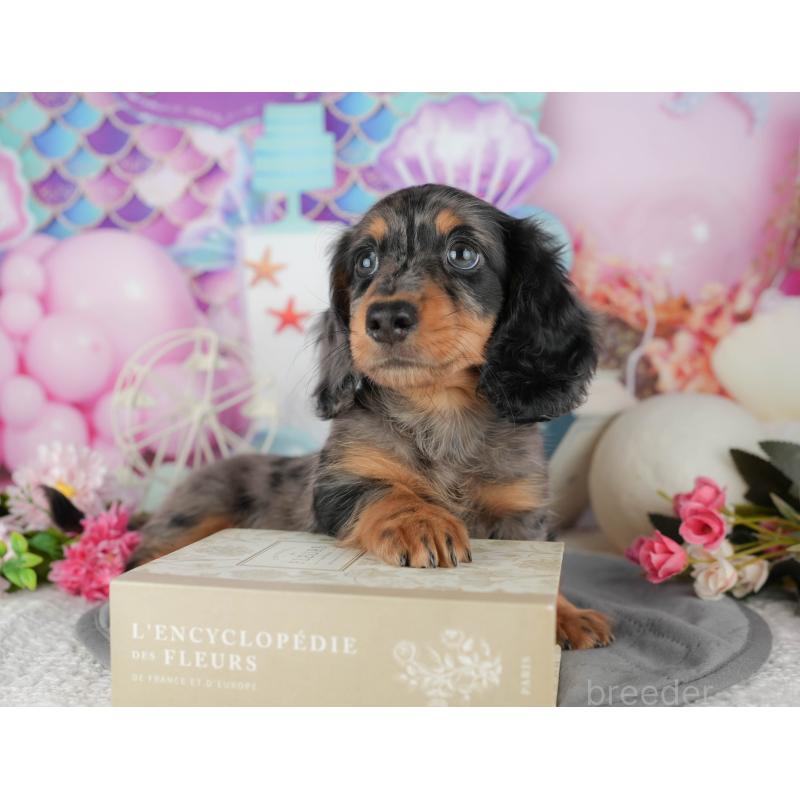 販売中の千葉県のミニチュアダックスフンド(ロングヘアード)-433606の8枚目