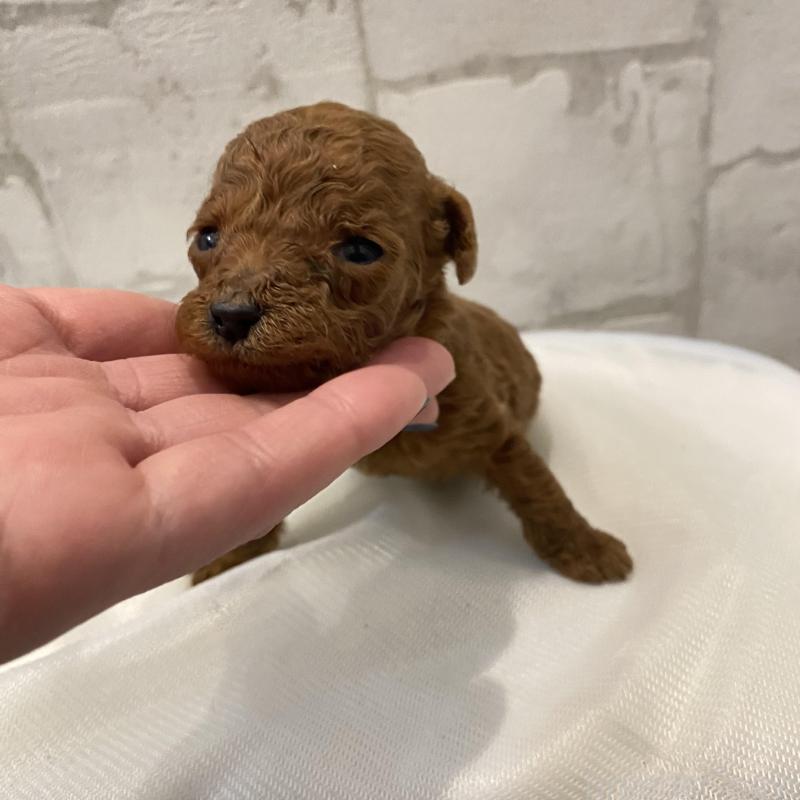 販売中の群馬県のミニチュアプードル-433016の4枚目