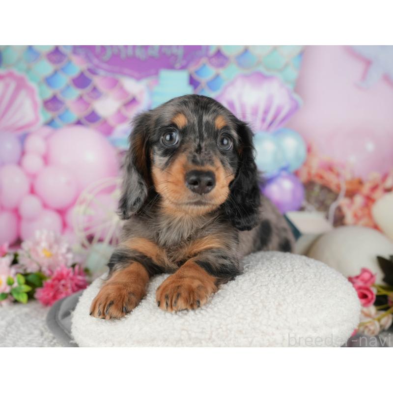 販売中の千葉県のミニチュアダックスフンド(ロングヘアード)-433606の7枚目