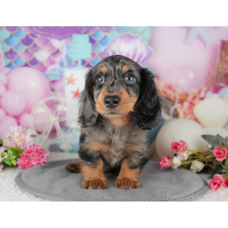 販売中の千葉県のミニチュアダックスフンド(ロングヘアード)-433606の6枚目