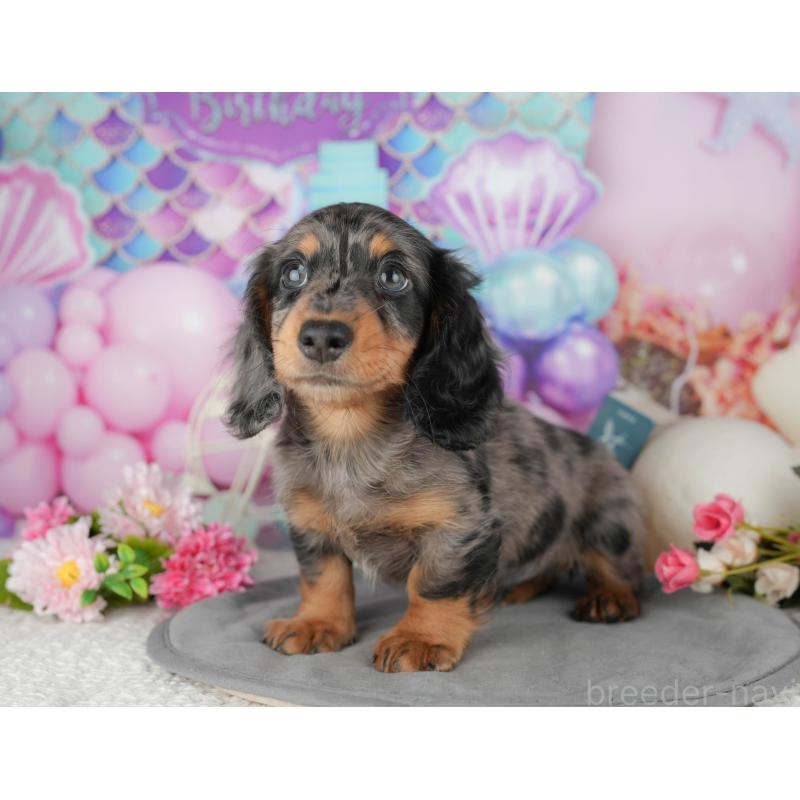 販売中の千葉県のミニチュアダックスフンド(ロングヘアード)-433606の5枚目