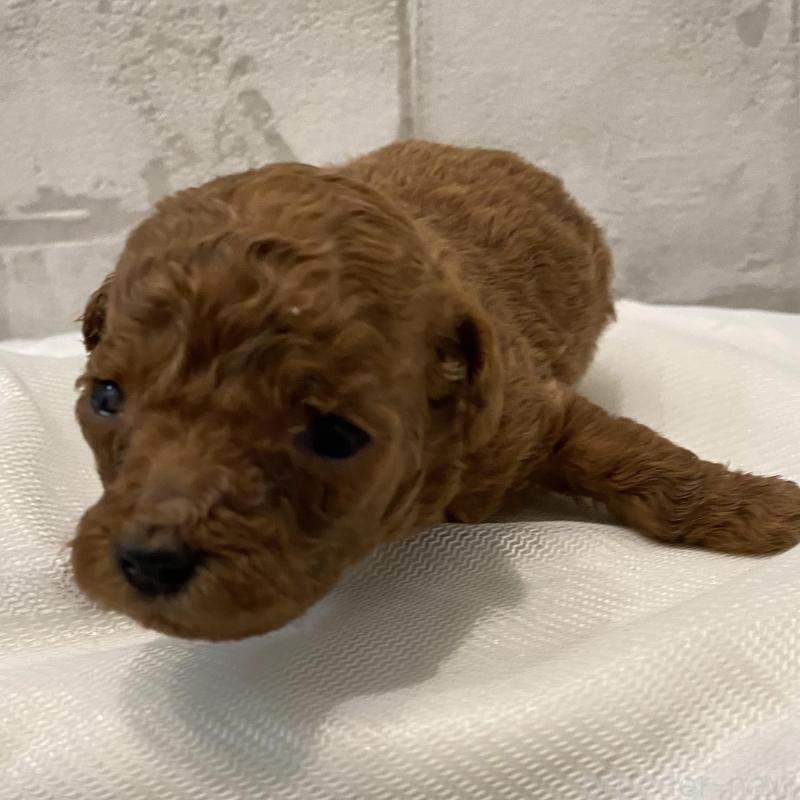 販売中の群馬県のミニチュアプードル-433016の3枚目