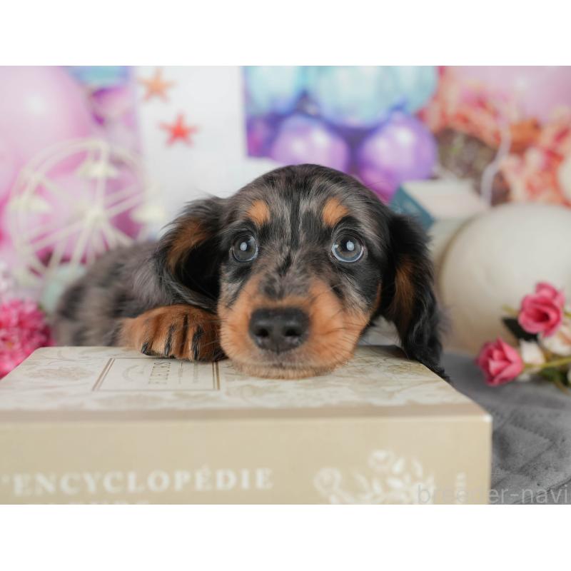 販売中の千葉県のミニチュアダックスフンド(ロングヘアード)-433606の3枚目