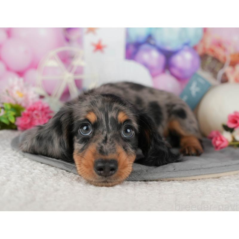 販売中の千葉県のミニチュアダックスフンド(ロングヘアード)-433606の2枚目