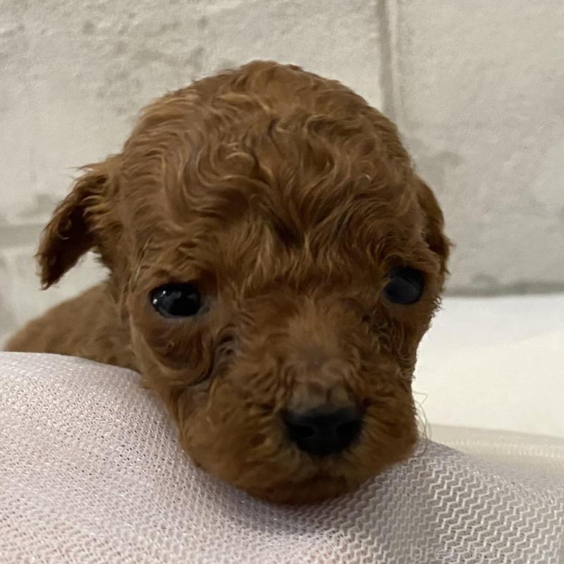 販売中の群馬県のミニチュアプードル-433016の2枚目