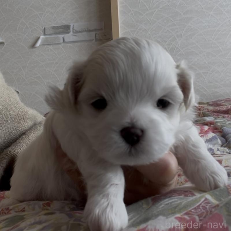 販売中の滋賀県のマルチーズ-430675の103枚目