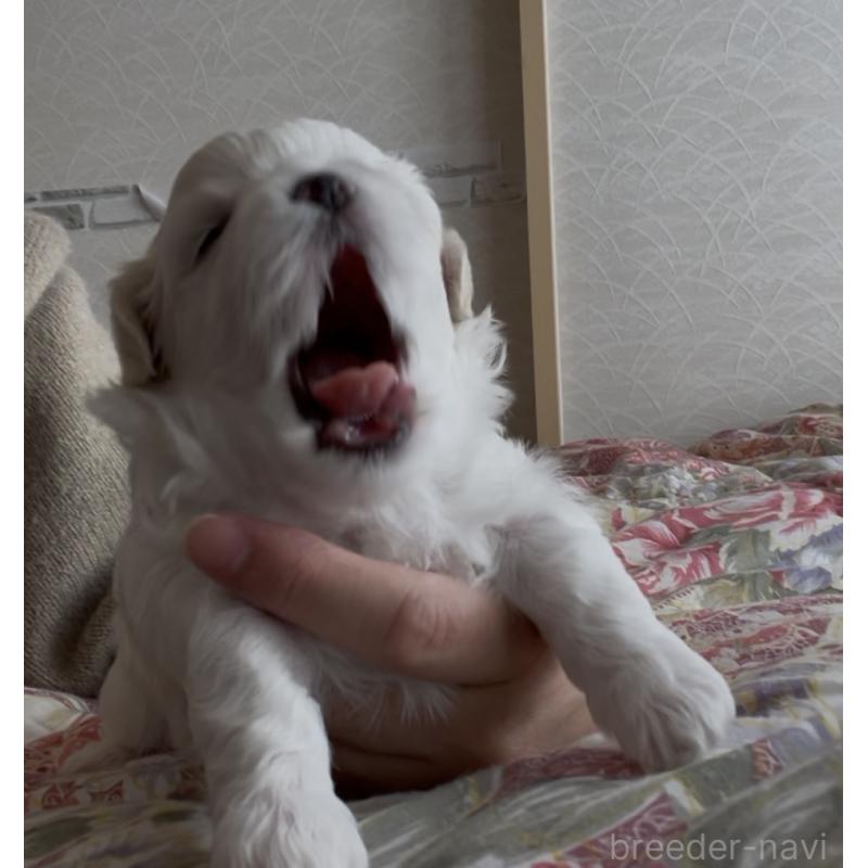 販売中の滋賀県のマルチーズ-430675の102枚目