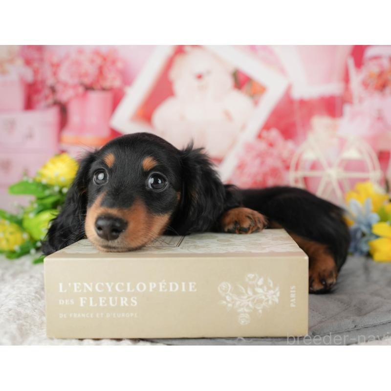 販売中の千葉県のミニチュアダックスフンド(ロングヘアード)-433604の10枚目