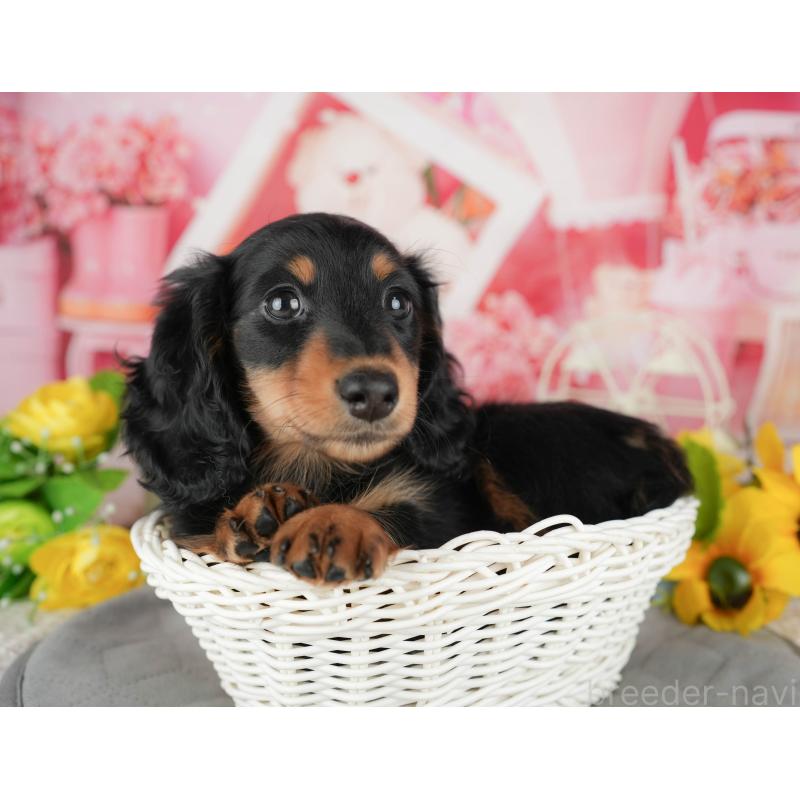 販売中の千葉県のミニチュアダックスフンド(ロングヘアード)-433604の9枚目