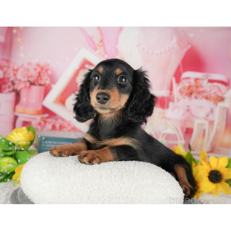 販売中の千葉県のミニチュアダックスフンド(ロングヘアード)-433604の8枚目