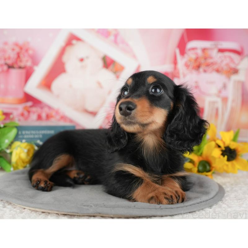 販売中の千葉県のミニチュアダックスフンド(ロングヘアード)-433604の7枚目