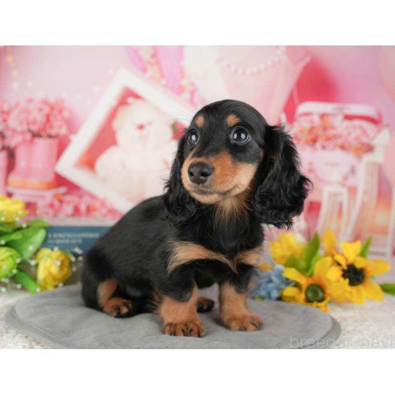 販売中の千葉県のミニチュアダックスフンド(ロングヘアード)-433604の6枚目