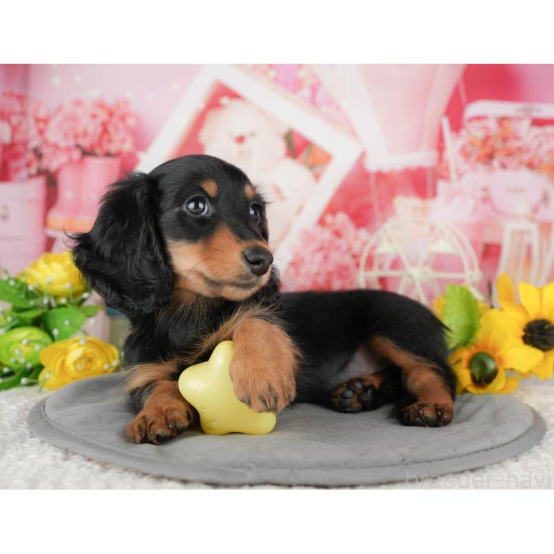 販売中の千葉県のミニチュアダックスフンド(ロングヘアード)-433604の5枚目