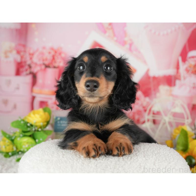 販売中の千葉県のミニチュアダックスフンド(ロングヘアード)-433604の4枚目