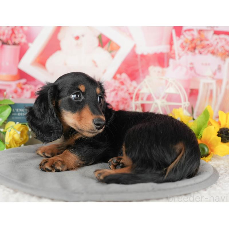 販売中の千葉県のミニチュアダックスフンド(ロングヘアード)-433604の3枚目